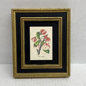 Burwood Products Company Pyrus Spectabilis Flowers Plants 5 X 6 Wall Art Frame